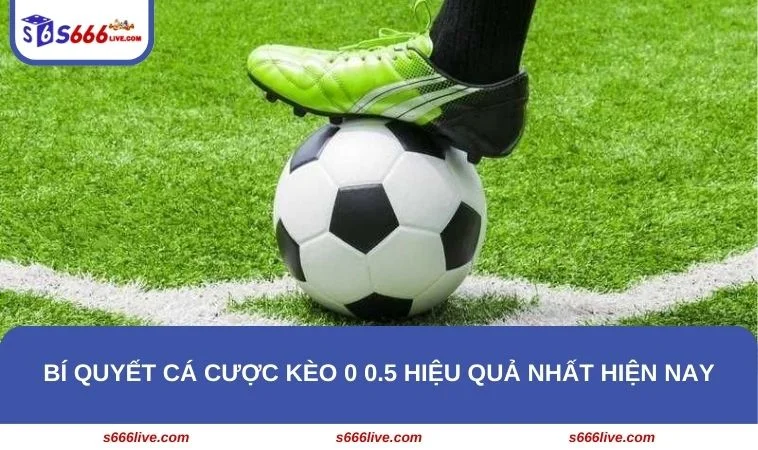 Bật mí 4 cách cá cược kèo 0 0.5 bất bại từ cao thủ cho newbie